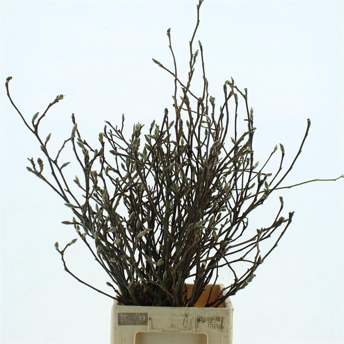 <h4>MAGNOLIA GRANDIFLORA 100CM*</h4>