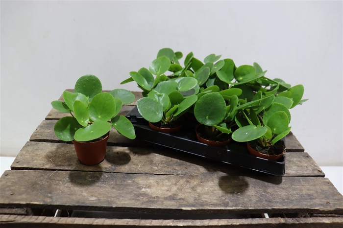 <h4>arr8 Pilea Peperomioides</h4>