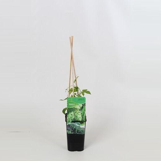 <h4>Humulus Lupulus</h4>