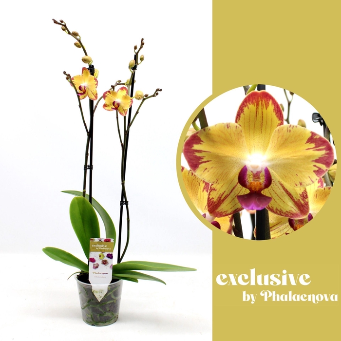 <h4>Phalaenopsis Papagayo</h4>