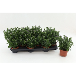 Aster Starletta Blue