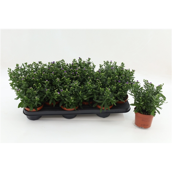<h4>Aster Starletta Blue</h4>