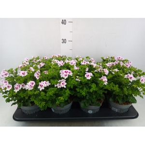 Pelargonium gran.   ..