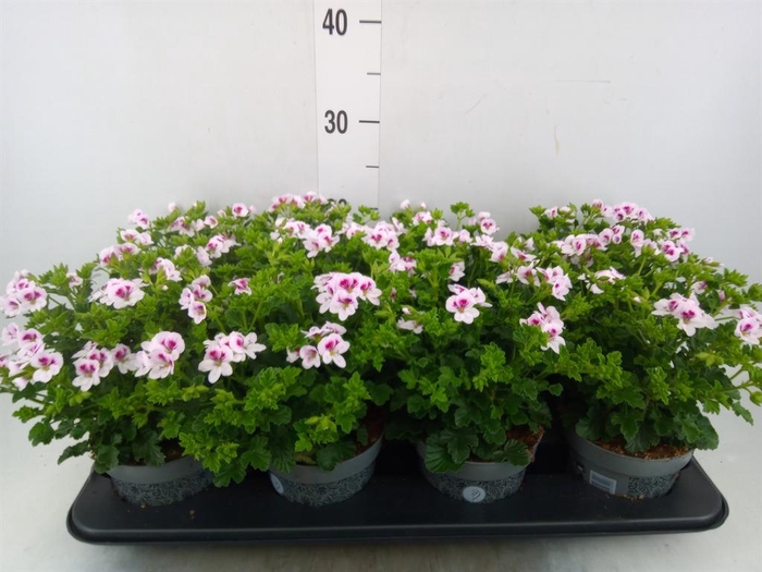 <h4>Pelargonium gran.   ..</h4>
