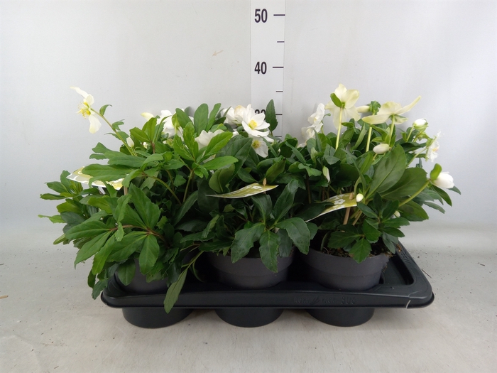 <h4>Helleborus niger 'Advent Star'</h4>