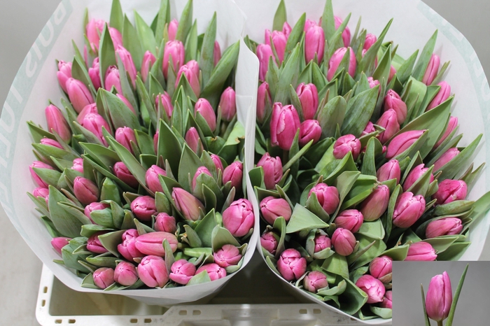 <h4>TU EN JUMBO PINK</h4>