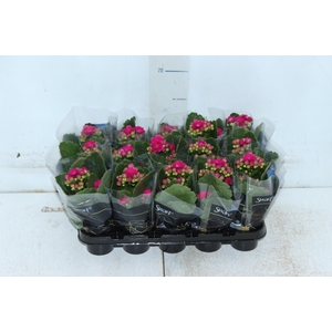 KAL. DOBRADO MINI P06 PINK