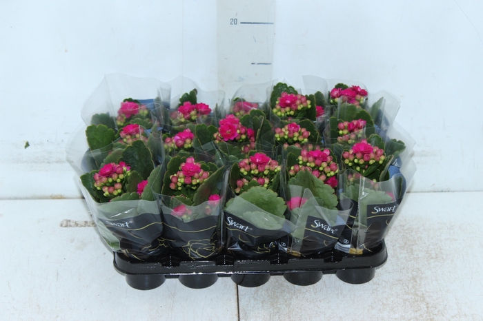 <h4>KAL. DOBRADO MINI P06 PINK</h4>