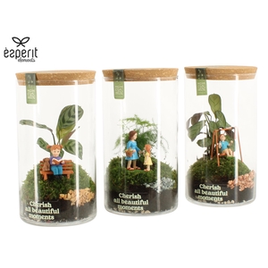 90977: Little Green Moments Terrarium