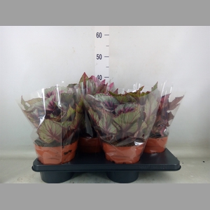 Begonia BD 'Beleaf'   ...mix