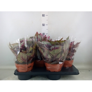 Begonia BD 'Beleaf'   ...mix