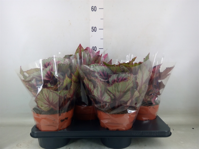 <h4>Begonia BD 'Beleaf'   ...mix</h4>
