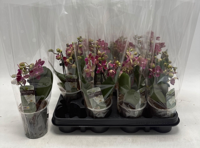 <h4>PHAL OV ROOD</h4>