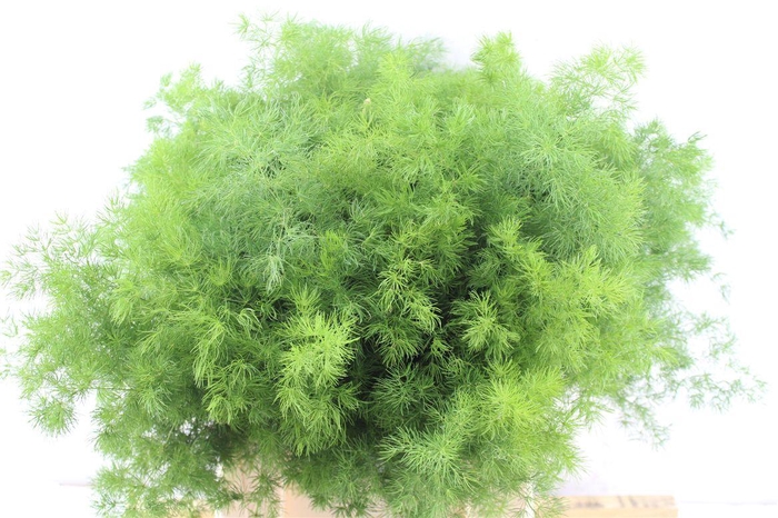 <h4>Asp Umbellatus</h4>