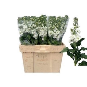 Matth Stox White