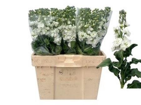 <h4>Matth Stox White</h4>