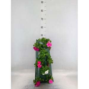 Perkplanten   ...sorted   [Bedding]