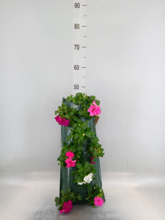 <h4>Perkplanten   ...sorted   [Bedding]</h4>