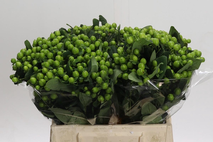 Hypericum Lucky Romance
