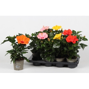Hibiscus budget mix