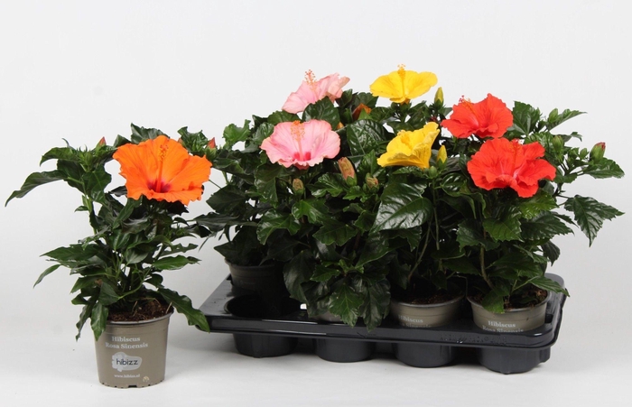 <h4>Hibiscus budget mix</h4>
