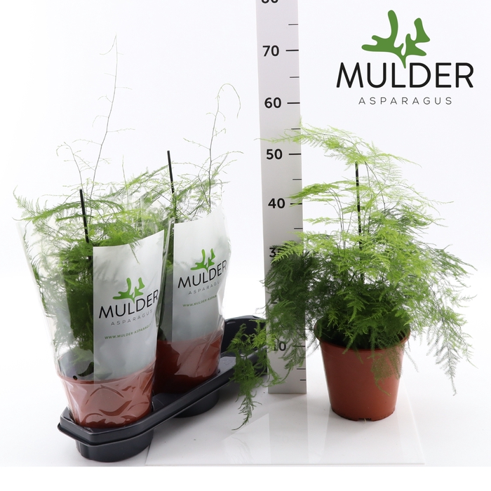 <h4>ASPAR SETACEUS</h4>