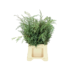 Cypresse Blauw ( X6 Bos Per Emmer )