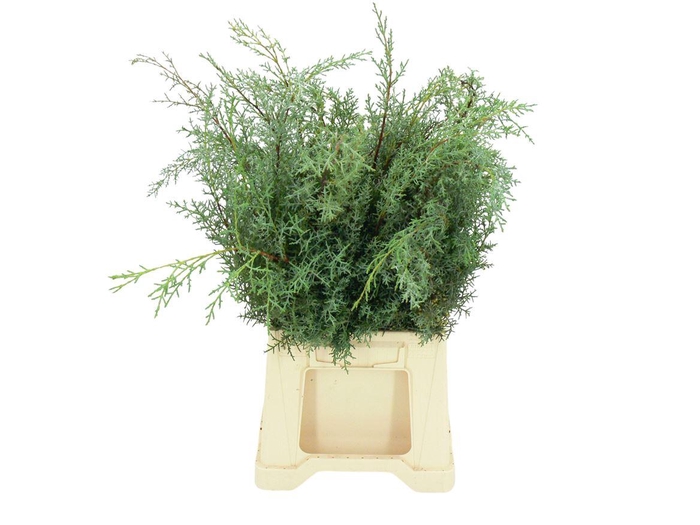 <h4>Cypresse Blauw ( X6 Bos Per Emmer )</h4>