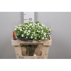 Phlox P Whitecap