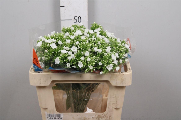 <h4>Phlox P Whitecap</h4>