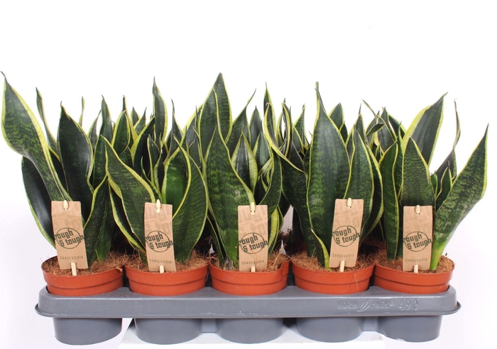 <h4>Sansevieria Futura Superba</h4>