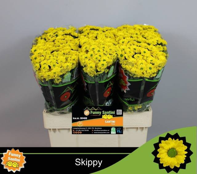 <h4>Chr S Aaa Skippy</h4>