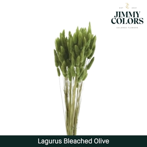 Lagurus bleached Olive green