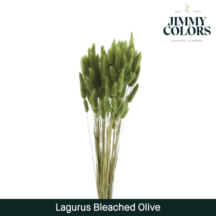 <h4>Lagurus bleached Olive green</h4>