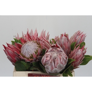 Protea Cynaroides