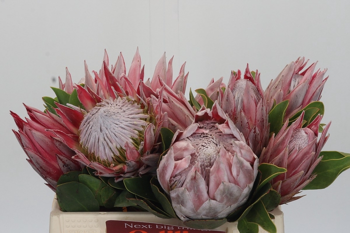 <h4>Protea Cynaroides</h4>