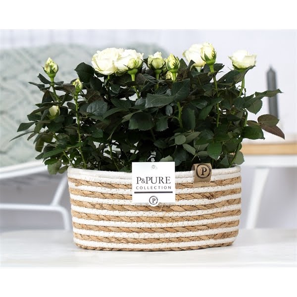 <h4>2x Rosa white in P&PURE Fieldbasket 7</h4>