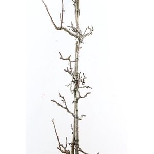 Perenhout Medium 200cm Pst