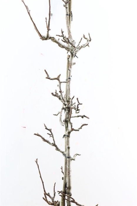 <h4>Perenhout Medium 200cm Pst</h4>