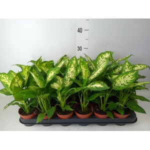 Dieffenbachia  'Compacta'
