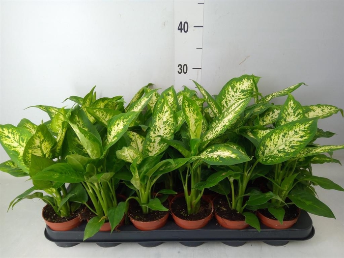 <h4>Dieffenbachia 'Compacta'</h4>