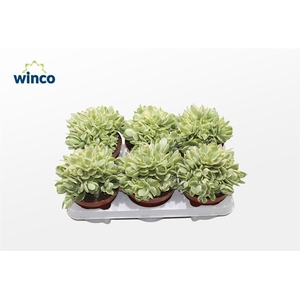 Crassula Rusby Variegata