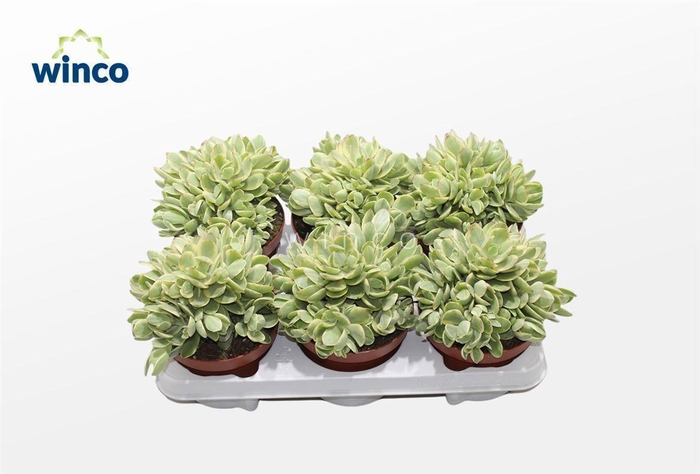 <h4>Crassula Rusby Variegata</h4>