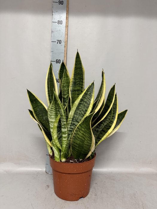 <h4>SANSEV LAURENTII</h4>