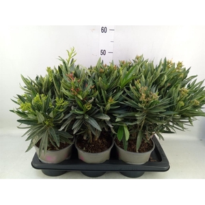 Nerium oleander   ...