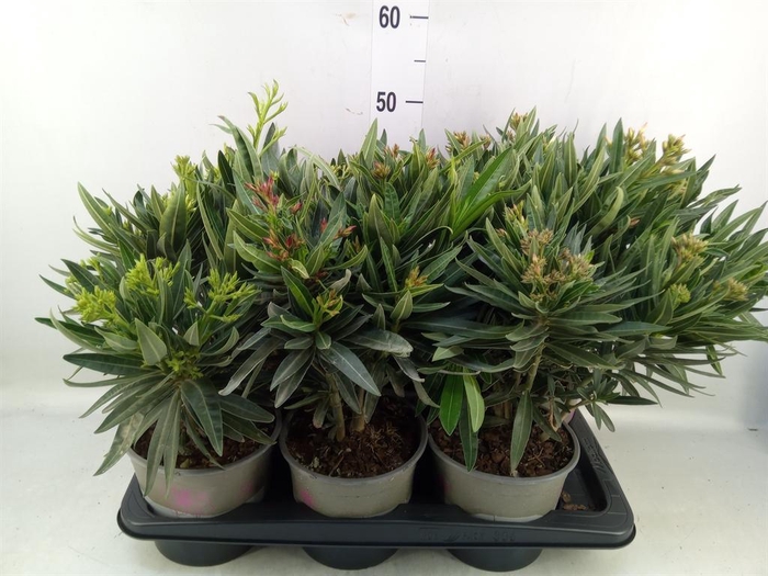 Nerium oleander   ...