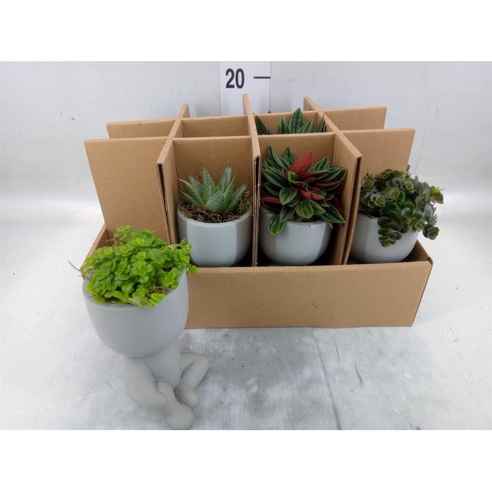 <h4>Arr.   Kamerplant Groen L%</h4>