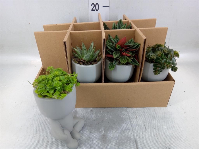 <h4>Arr.   Kamerplant Groen L%</h4>