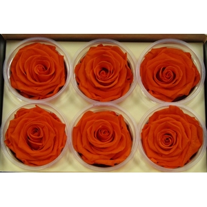 R Prs Orange Dazzling