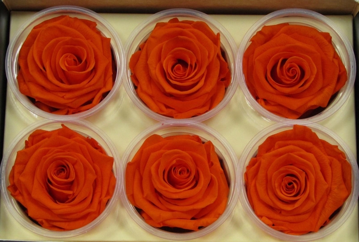 <h4>R Prs Orange Dazzling</h4>